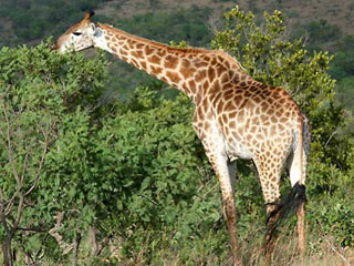 Giraffe