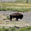 Bison Bull, Lamar Valley