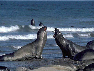 Elephant Seals