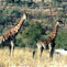 Pilanesberg Game Reserve