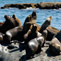 Southern Sea Lions