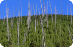 Lodgepole Pines, Yellowstone