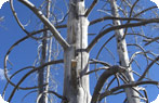 Lodgepole Pines, Yellowstone