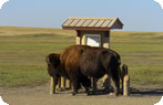 Bison, Badlands National Park