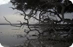 Mangrove, Berenice