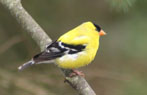 Goldfinch
