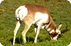 Pronghorn, Wind Cave National Park
