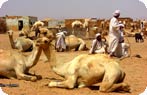 Camel Market, Bir Shalatein