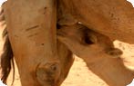Camels, Bir Shalatein