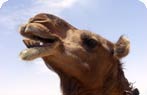 Camel, Bir Shalatein