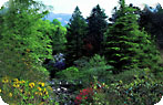 Crarae Gardens Photo Gallery