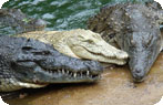 Crocodile Farm and Snake Park Photo Gallery