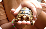 Crocodile Farm and Snake Park Photo Gallery