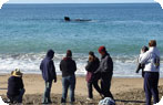 Whale Watching