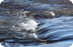 Firehole River, Yellowstone