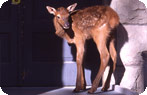 Elk Calf, Mammoth Hot Springs