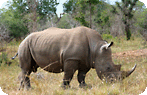 Freestylin� Safari at the Imfolozi Game Reserve Photo Gallery