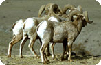 Bighorn Sheep, Yellowstone