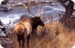 Bull Elk, Gardner Canyon