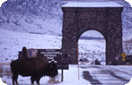 Bull Bison, North Entrance