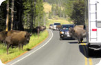 Bison on roadway