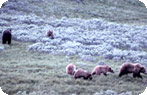Grizzly Bears, Hayden Valley