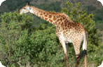 Giraffe