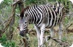 Zebra