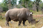 Rhino