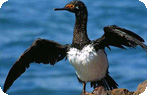 King Cormorant