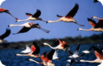 Flamingos, Peninsula Valdes