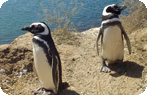 Magellanic Penguins