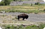 Bison Bull, Lamar Valley