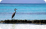 Sea Fowl