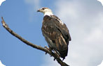 African Fish Eagle