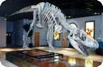 Arizona Museum of Natural History