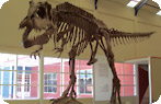 Giganotosaurus Carolinii