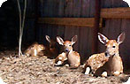 Fawn