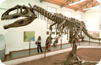 Giganotosaurus Carolinii