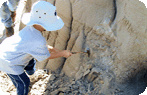 PaleoWorld Research Foundation Photo Gallery