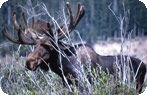 Moose, Pelican Valley