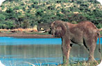 Pilanesberg Game Reserve Photo Gallery