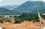 Pilanesberg Game Reserve Photo Gallery