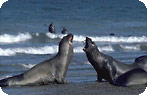 Elephant Seals