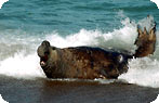 Elephant Seal