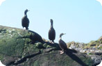 Sea life viewing Photo Gallery