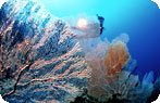 Coral Reef, Maldives