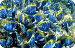 Blue Surgeonfish