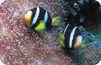 Sea Anemone and Clownfish