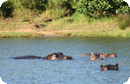 Greater St. Lucia Wetland Park Photo Gallery